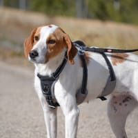 TOBA, chienne à adopter