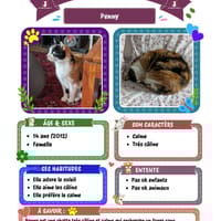 Penny, chatte à adopter