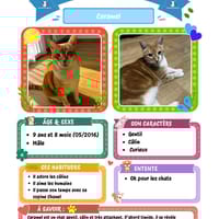 Caramel, chat à adopter