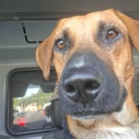 GUELIA grand coeur sur pattes, chien à adopter