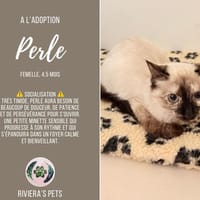 Perle, chatte à adopter