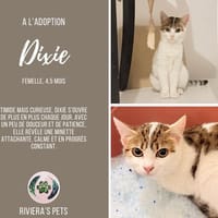 Dixie, chatte à adopter
