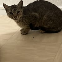 zaya, chatte à adopter