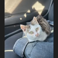 Mila, chatte à adopter