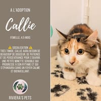 Callie, chatte à adopter