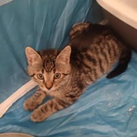 Agata, chatte à adopter