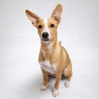 KOVU, chien à adopter