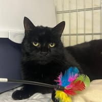 Coffee, chat à adopter