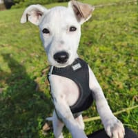 🐾 À L’ADOPTION – INDRA, malicieuse et pleine d’amour 🐾, chienne à adopter