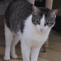 OULIA, chatte à adopter