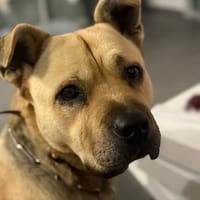 ROX, chien à adopter