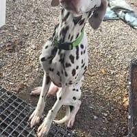 TOPAZE, chien à adopter