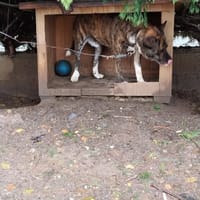 SIMBA, chien à adopter