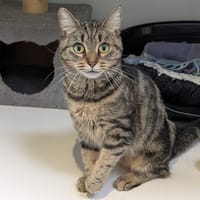 ALEXIA, chatte à adopter