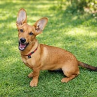 MOKA, chienne à adopter