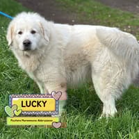 LUCKY, cane da adottare