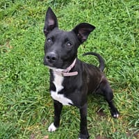 Sirius, chien à adopter