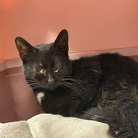 Moria, kotka do adopcji