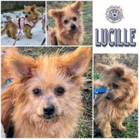 LUCILLE * eine süsse TerrierMixOmi, Hündin zur Adoption