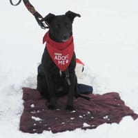 Raja - die Herzensbrecherin 💕, Hündin zur Adoption