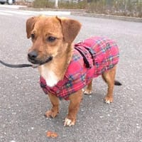 Pixie, kleine Biene, Hündin zur Adoption