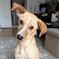 freundl., Hündin,Kiani ist auf PS Berlin, Hündin zur Adoption