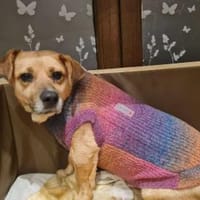 Lisa sucht dringend liebevolles Zuhause, Hündin zur Adoption