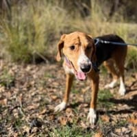 Gabi sucht ihr großes Glück, Hündin zur Adoption