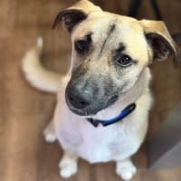 Jacky - kinderliebe Schmusehündin, Hündin zur Adoption