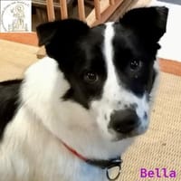 Bella   treue Freundin fürs Leben, Hündin zur Adoption