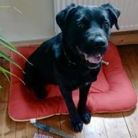 MIRA♥ sanfte Klugheit sucht Lebensplatz, Hündin zur Adoption