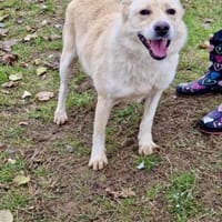 HERMES braucht stabiles Zuhause 🆘‼🆘, Hund zur Adoption