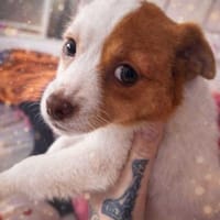 Rio ein süßer Flauschehund 🍀, Hund zur Adoption