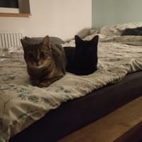 Tamara & Clara suchen Kuschelplatz, Katze zur Adoption