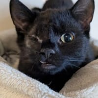 Igor, Luzi, Leni finden vllt. gemeinsam, Kater zur Adoption