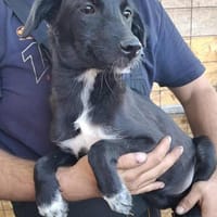 Luna, auf Pflege in Neuried, Hündin zur Adoption