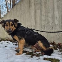 Marlies, Hündin zur Adoption