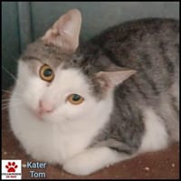 Freundlicher Tom - sehr dringend!, Kater zur Adoption