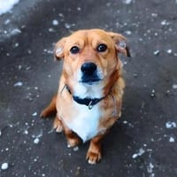 Milo - bracht eine ruhige Umgebung, Hund zur Adoption