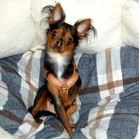 JUPI - entzückender, kleiner Hundebub, Hund zur Adoption