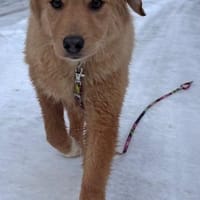 Monty die noch kleine Minimaus PLZ 82884, Hündin zur Adoption