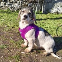 Toller kleiner Beagle mix sucht Körbchen, Hund zur Adoption