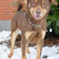 Lustiger Barney steht voll im Leben, Hund zur Adoption