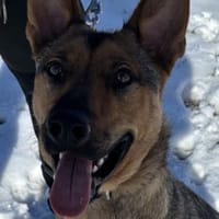 Thor sucht ein Zuhause!, Hund zur Adoption