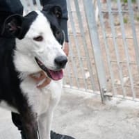 Andur sucht liebe Menschen, Hund zur Adoption