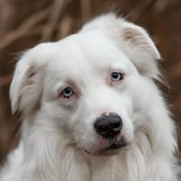 MYLINO - sucht Ruhe&Schmuseeinheiten, Hund zur Adoption