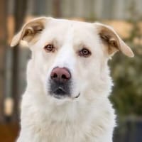 Brick möchte beschäftigt werden, Hund zur Adoption