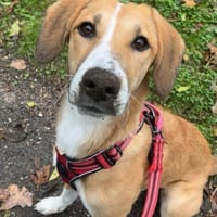 🐾✨ Sanfte Cady sucht Halt ✨🐾, Hündin zur Adoption