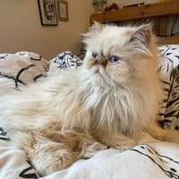 Perser Simba sucht Kuschelplatz, Kater zur Adoption