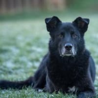 Rex sucht Menschen mit Körbchen, Hund zur Adoption
